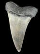 Fossil Mako Shark Tooth - Georgia #43052-1